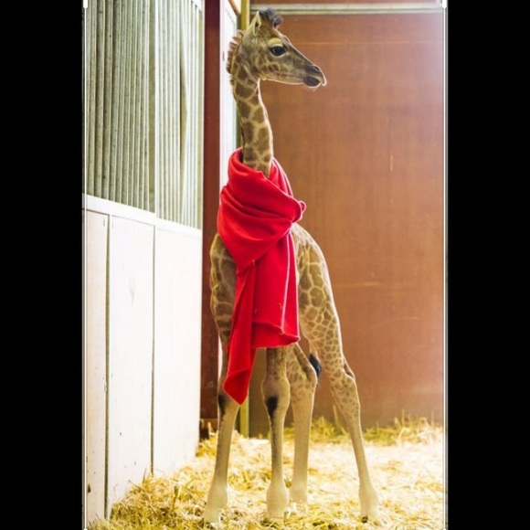 Andrea Kfoury - Poshmark Profile Picture of Andrea Kfoury (@threadsrus1123) on Poshmark