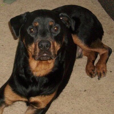 Profile Picture of John Caputo (@pup154) on Twitter