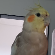 Profile Picture of Paulo Vasconcelos (@vasconpaulo) on Youtube