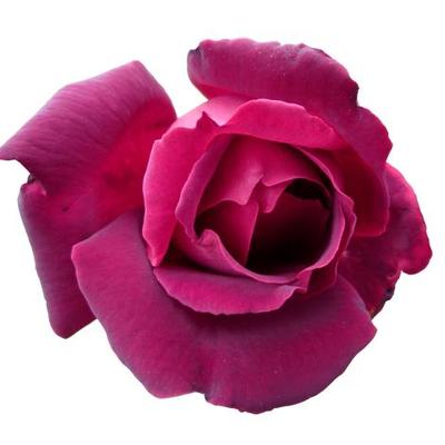 Profile Picture of Dianne Trussell (@DiannesPics) on Twitter