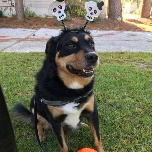 Lourdes Eustance - Poshmark Profile Picture of Lourdes Eustance (@luvourrottie) on Poshmark