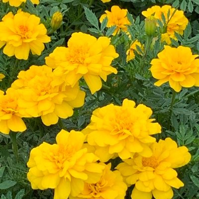 Profile Picture of Setsuko Sato (@setsukosato3) on Twitter