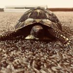 Profile Picture of Peter Pollo (@petertheturtle) on Instagram