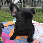 Profile Picture of ✊🏿 Apollo Joseph Creed ✊🏿 (@thefrenchieapollo) on Instagram