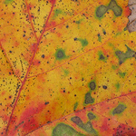 Terry Elefritz - Flickr Profile Picture of Terry Elefritz (@terry elefritz) on Flickr