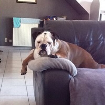Profile Picture of Jo Dufour (@fox491) on Twitter