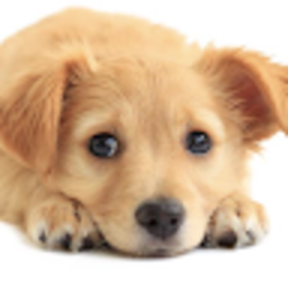 Profile Picture of Noa Rochkind (@nrochkind) on Poshmark