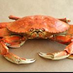 Profile Picture of Carrie Cloud🦀 (@carrie.the.crab) on Instagram
