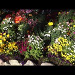 Profile Picture of samlanham (@samlanham) on Instagram