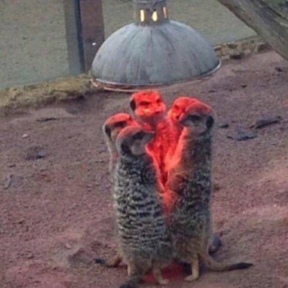 Profile Picture of Sam Mertus (@sjmertus) on Poshmark