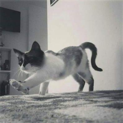 Profile Picture of Felix Viera Diaz (@FeMentolada2) on Twitter