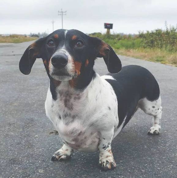 Profile Picture of Amy Cloninger (@railsdog) on Poshmark