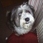 Profile Picture of Pam Giddings (@pamgid) on Instagram