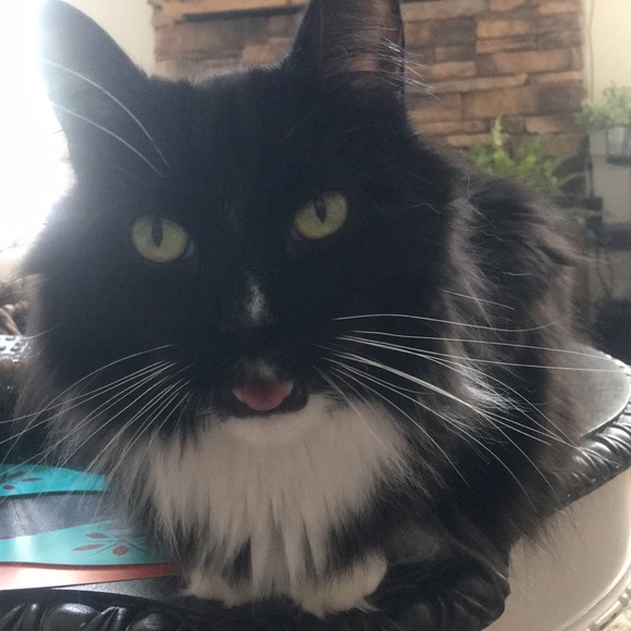 Profile Picture of Michelle Brannon (@michelleb4102) on Poshmark