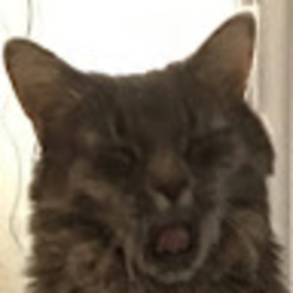 Profile Picture of Sünfløwêr Cãt (@lexibouk) on Poshmark