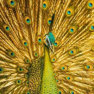 Profile Picture of 🌟David Memes🦚 (@davidaraujoofc) on Tiktok