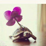 Profile Picture of Triệu Phùng Thanh (@mysunshine_l_) on Instagram