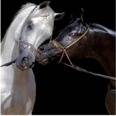 Profile Picture of Ghadah AlBawardi ♛ (@ghadaAlbawardi) on Twitter