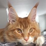 Profile Picture of 1 year old BIG kitten😸 (@raymondthemaincooncat) on Instagram