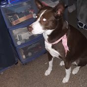 Profile Picture of David Browning (@davidbrowning2373) on Youtube