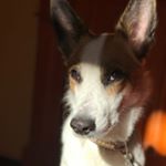Profile Picture of Fox Edward Maxwell The 1st (@foxlittlearrow) on Instagram