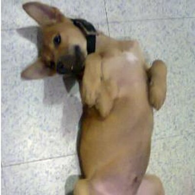 Profile Picture of Jose Angelo Aguiling (@joseangeloaguil) on Twitter