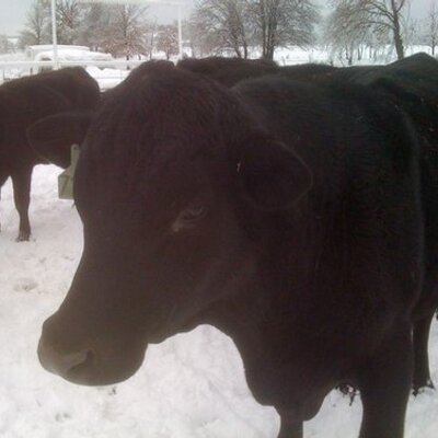 Profile Picture of Sooner Born/Bred (@Mike_Loeffler) on Twitter
