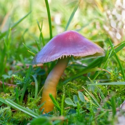 Profile Picture of Mandy Dee (@MandyDee_fungi) on Twitter