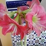 Profile Picture of Jo Willoughby (@willoughby.jo) on Instagram