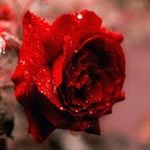 Profile Picture of Hellen smith (@hellen______ll) on Instagram