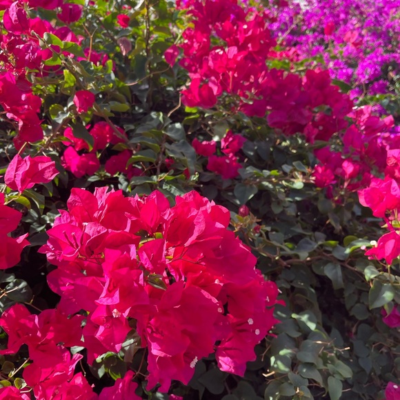 Profile Picture of Maddie Horiuchi (@mh_clothes) on Poshmark