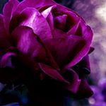 Profile Picture of ruby bueno (@ruby50000343) on Instagram