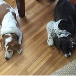 Profile Picture of Baxter And Hank (@baxterhank) on Instagram