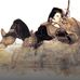 Profile Picture of Amir Shihadeh (@Amir-Shihadeh) on Facebook