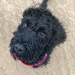 Profile Picture of Freddy Collinson (@freddy.coll.the.cockapoo) on Instagram