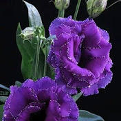 Profile Picture of Kawthar Belfki (@kawtharbelfki5021) on Youtube