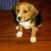 Profile Picture of Christine Kelly Shaffer (@clsrox) on Pinterest