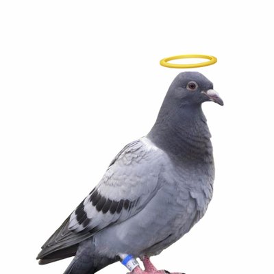 Profile Picture of Steve The Pigeon (@SteveThePigeon_) on Twitter
