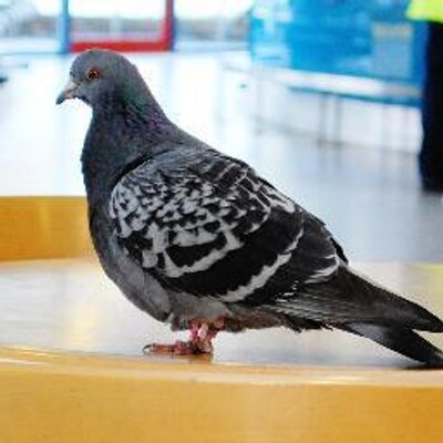 Profile Picture of Dave (@DaveThePidgeon) on Twitter