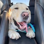 Profile Picture of Leo Allouicious Divincii Howe (@leo_the_dogg.o) on Instagram