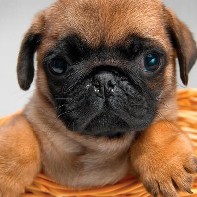 Profile Picture of Nicholas Castano (@NERFGUN25) on Twitter