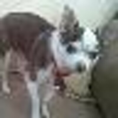 Profile Picture of Danny Hylton (@DashinD41) on Twitter