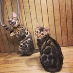 Profile Picture of Thor & Ivy Bengal Cats (@bengalsthorandivy) on Instagram