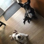 Profile Picture of Bennie&Bernie Bean🐶💙🐶💙 (@bennieberniebean) on Instagram