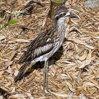 Profile Picture of Alex Tam (@xelamaths) on Twitter