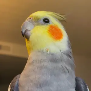 Profile Picture of   My boys own my phone and... (@densityautumnmichele) on Tiktok