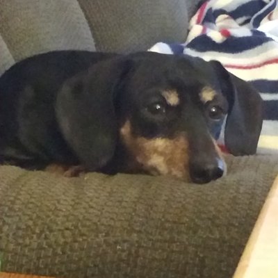 Profile Picture of Debra Hanson (@hanson92698) on Twitter