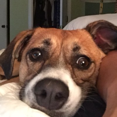 Profile Picture of Carol A. Lefever (@carol_lefever) on Twitter