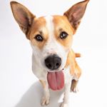 Profile Picture of Sarah Rudder (@gingerdogdevelopment) on Instagram