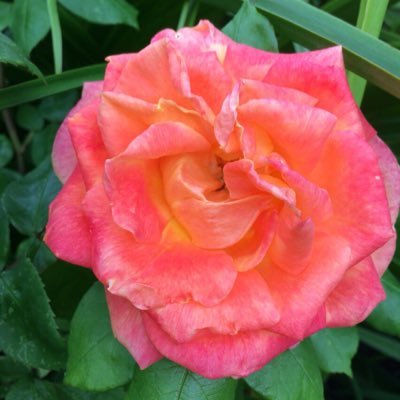 Profile Picture of Rasha Sharif (@RashaSharif1) on Twitter